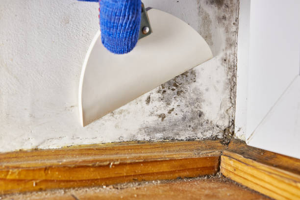 Best Industrial Mold Remediation  in Elleale, ND